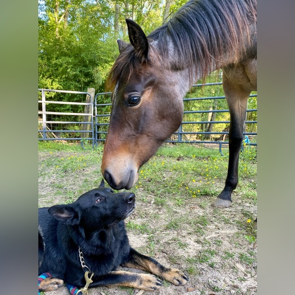 Meet your Posher, Laney - Picture 2 of 5